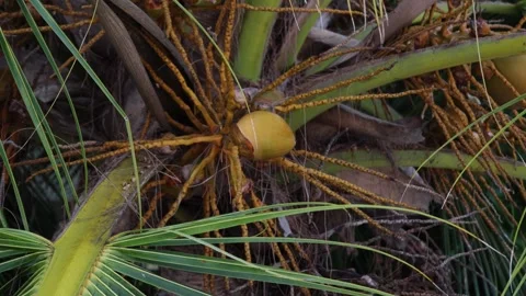 Young coconuts growing on a palm tree, close up Video stock 306292626