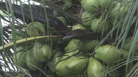 Young coconuts in palm tree, rain fall in Funafuti, Tuvalu HD Video 스톡 동영상 64797336