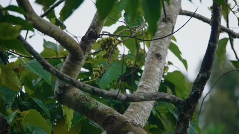 Young Coffee Beans Between Branches, Bali Stock Footage 147264195