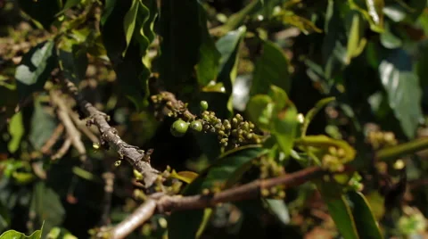 Young coffee beans on branches Stock Footage 58125828