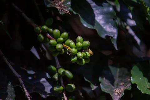 Young coffee cherries Foto stock