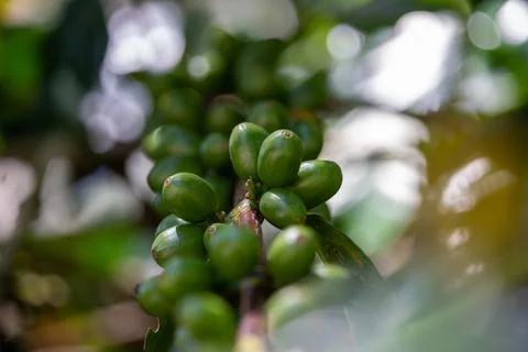 Young coffee cherries on the tree Stock Photos
