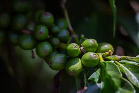 Young coffee cherries on the tree Foto stock