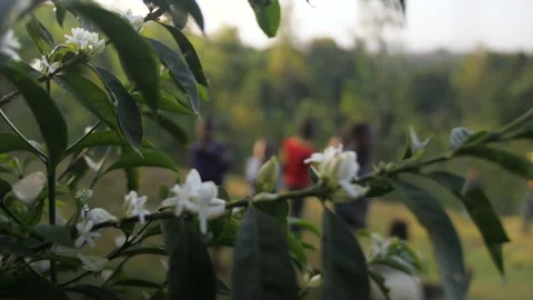 Young coffee flowers on a coffee tree branch, in Ethiopia Stock Footage 199631099