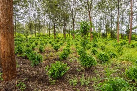 Young coffee plantations between rows Stock Photos