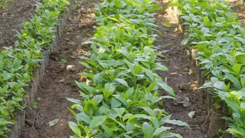Young Coffee Plants Stock Footage 280592146