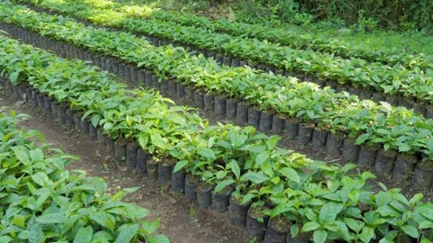 Young Coffee Plants Vídeos de archivo 280592170