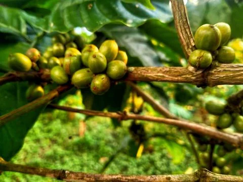 Young coffee plants Stock Photos