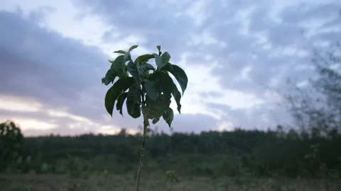 A young coffee tree in a field at sunset, in Ethiopia Stock Footage 230480366