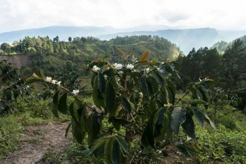 Young Coffee Tree Stock Photos