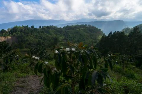 Young Coffee Tree Foto stock