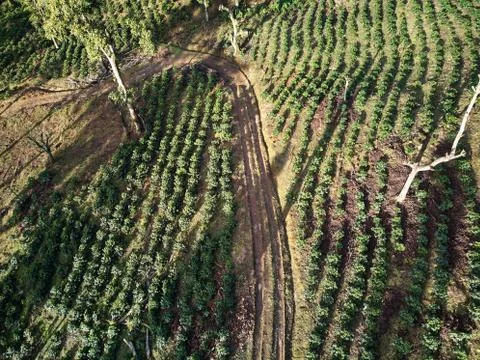 Young coffee trees Stock Photos