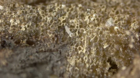 Young Collembola insect under a microscope, family Isotomidae. Video stock 236973354