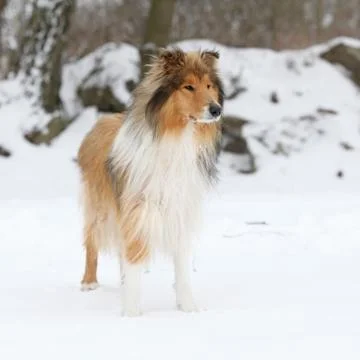 Young collie in winter Stock Photos