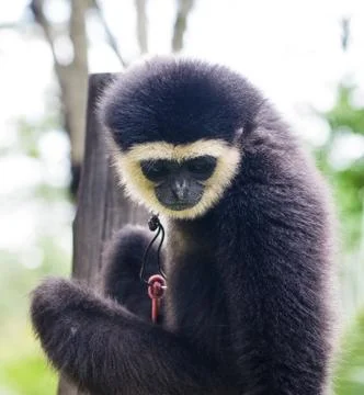 Young colobus monkey sitting on a pole Stock Photos