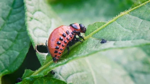 Young Colorado beetle eats potato leaves Video stock 90701825