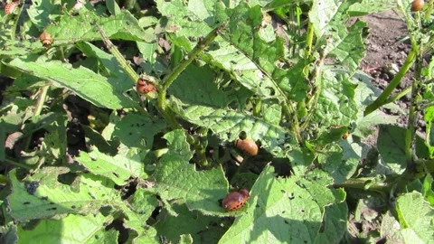 Young Colorado potato beetle eats potato leaves Stock Footage 134017274