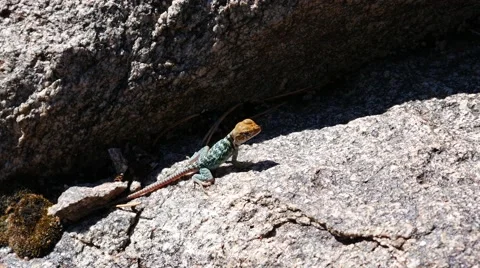 Young Colorful Juvenile Collared Lizard Stock Footage 54076673