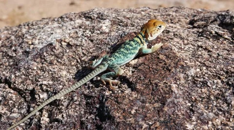 Young Colorful Juvenile Collared Lizard Stock Footage 54076689