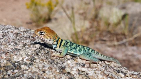 Young Colorful Juvenile Collared Lizard Stock Footage 54076708