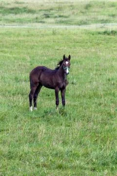 Young colt eats grass Stock Photos