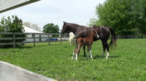 Young Colt nurses from mare Stock Footage 717843
