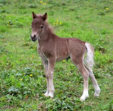 Young Colt Photos
