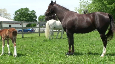 Young colt playing Stock Footage 717821