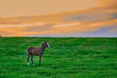 Young colt standing in a feild at sunset. Foto stock