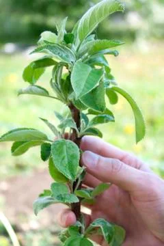 Young columnar apple tree Foto stock
