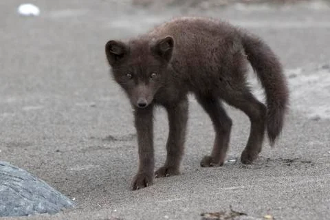 Young Commanders blue arctic fox standing on a sandy beach Stock Photos