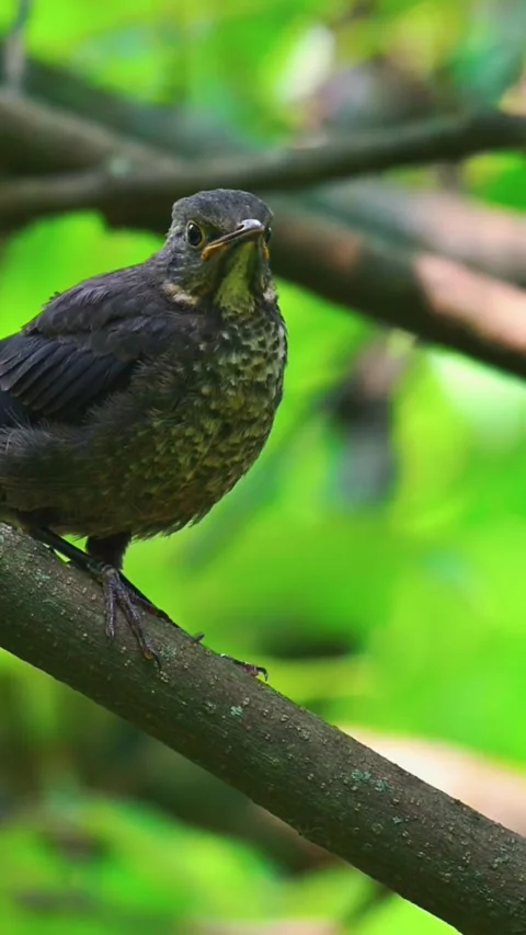 A young common blackbird perched on a tree branch in a lush green forest Stock Footage 335491234