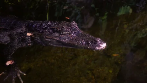 Young common caiman (Caiman crocodilus) stands still on the water. Stock-Footage 88105271