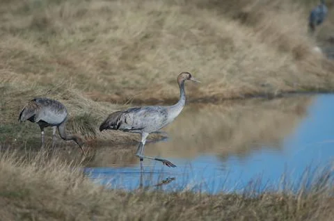 Young common cranes. Stock Photos