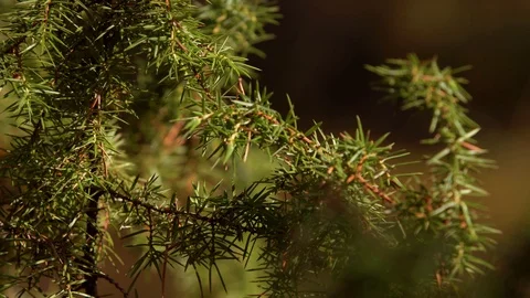 Young Common juniper, Juniperus communis tree, close-up Stock Footage 88495864