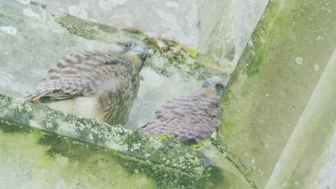 Young Common Kestrels Resting Together on Church Stone Ledge England Видео 331127474