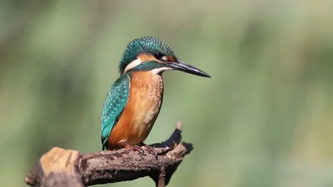Young common kingfisher looking at camera. Juvenile Alcedo atthis turning h.. Stock Footage 336092715
