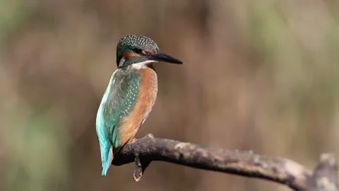 Young common kingfisher perched on a branch looking around. Juvenile Alcedo.. Stock Footage 336092697