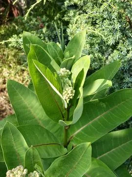 Young Common Milkweed Shoot with Developing Flower Clusters Stock Photos