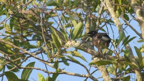 Young common myna resting on the tree branch Stock Footage 76437470