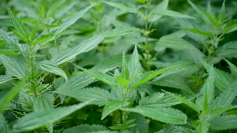Young common nettle plant in the wind. Video static camera. Stock Footage 162845896