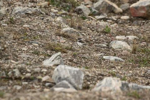 A young common ringed plover walking along a rocky tundra in Canada's arctic Stock Photos