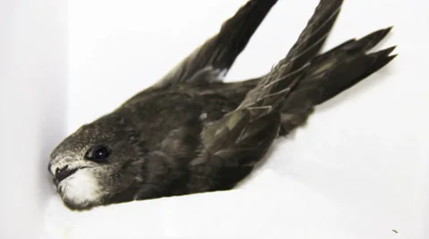 Young common swift Stock Footage 29725217