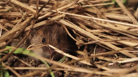 Young Common vole resting under hay Stock-Footage 147926118