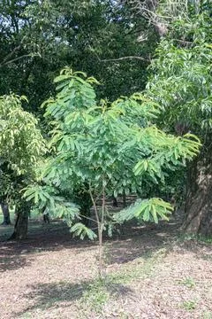 Young Compound Leaf Tree Beneath a Woodland Canopy Stock Photos