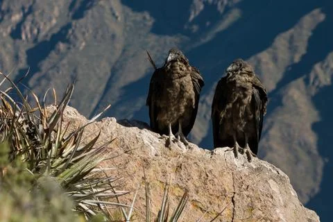 Young condors Stock Photos
