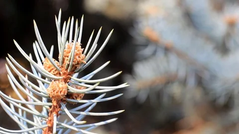 Young cone of fir-tree with close-up, moving in the wind. Stock Footage 83082274