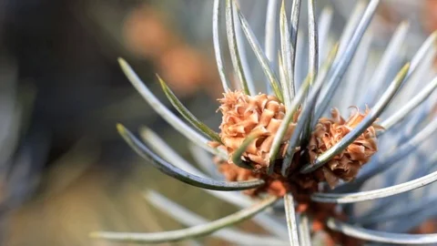 Young cone of fir-tree with close-up, moving in the wind. 스톡 동영상 83082885