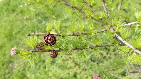 Young cone on pine, evergreen conifers. Flowering pine. Pine flower in spring in Stock Footage 154732113