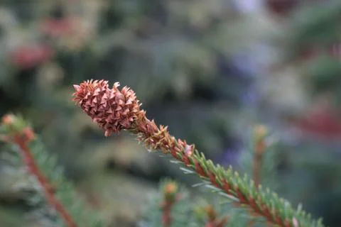 A young cone of a pine Stock Photos